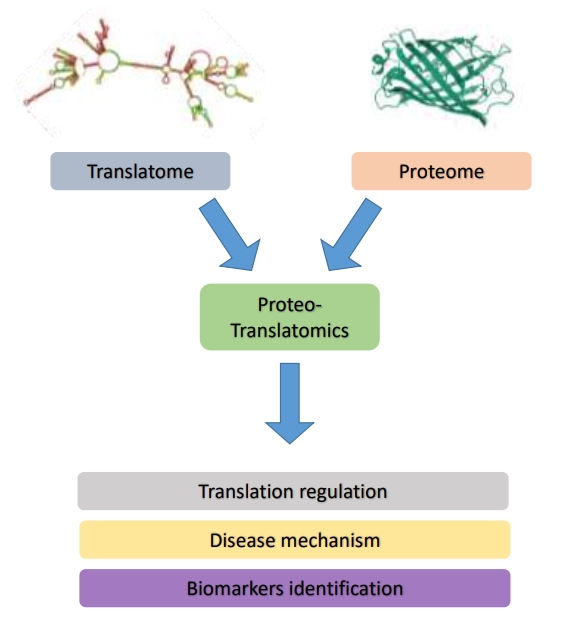 proteo-translatomics