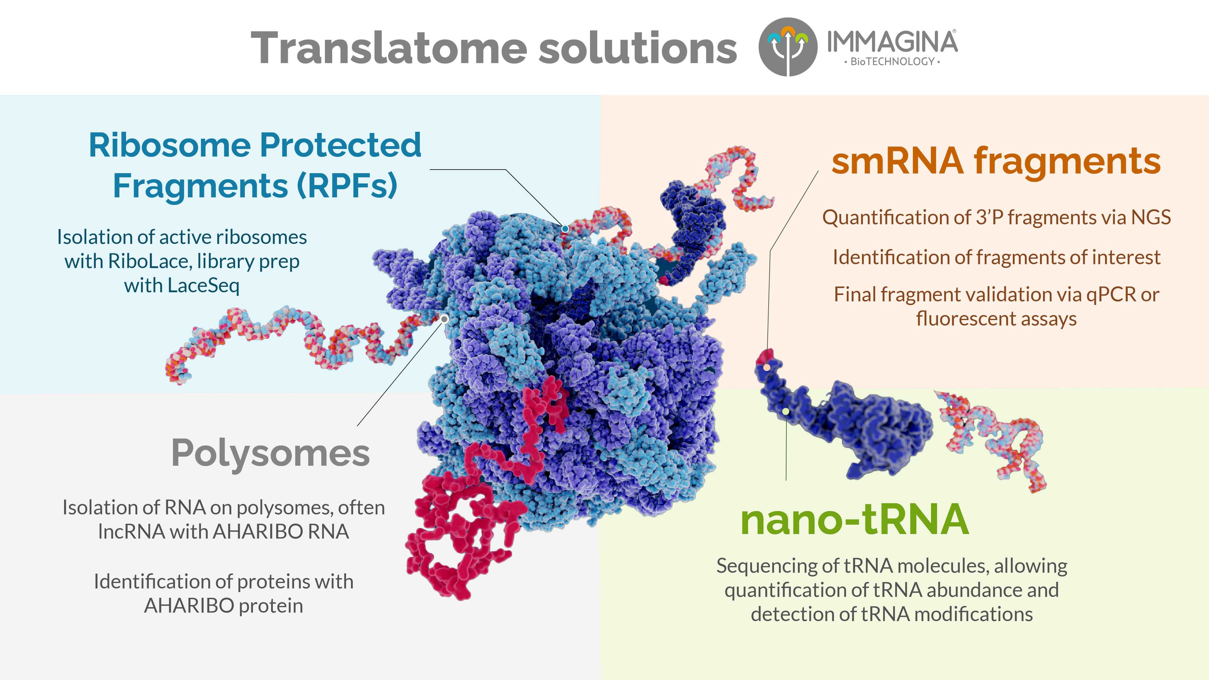 Ribosome poster for social media-02 Ribosome poster for social media-02